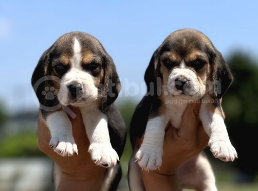 Elizabeth Beagle Yavrularımız görsel