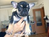 French Bulldog Tüm Renkler