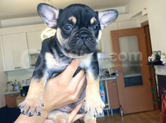 French Bulldog Tüm Renkler görsel