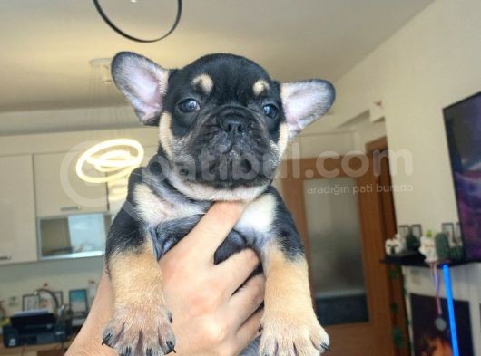 French Bulldog Tum Renkler görsel