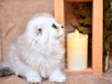 Birinci Sınıf Ns11 Scottishfold Longhair