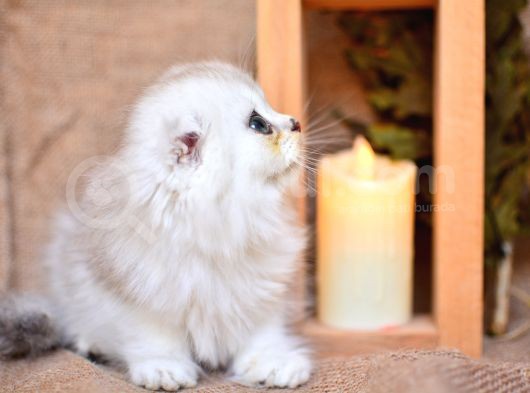 Birinci Sınıf Ns11 Scottishfold Longhair görsel