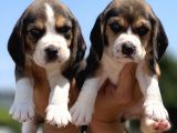 Elizabeth Beagle Yavrularımız