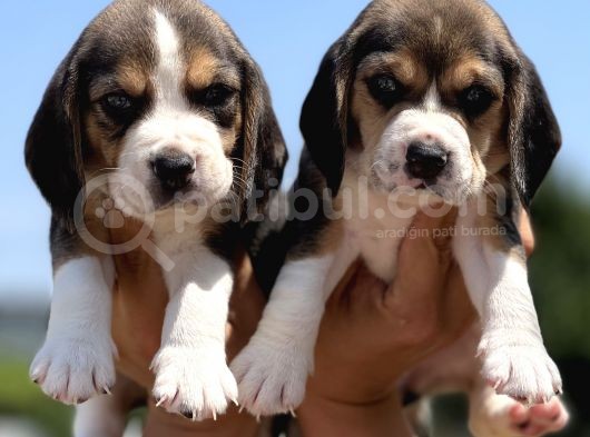 Elizabeth Beagle Yavrularımız görsel
