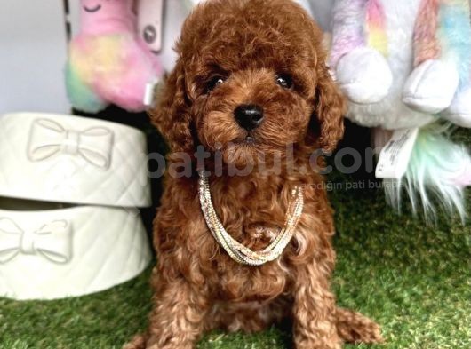 Sevimli Poodle Yavrularımız Dişi Ve Erkek görsel