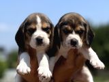 Elizabeth Beagle Yavrularımız