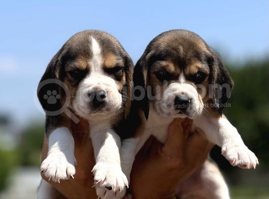 Elizabeth Beagle Yavrularımız görsel