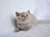 Bal Suratli  Lilaç British Shorthair