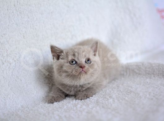 Bal Suratli  Lilaç British Shorthair görsel