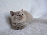 Bal suratli  lilaç british shorthair