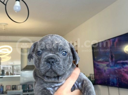 French Bulldog Tüm Renkler