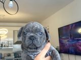 FRENCH BULLDOG TUM RENKLER