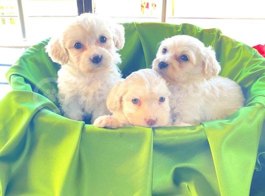 Teacup Maltese Terrier Bebekler görsel
