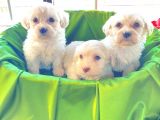 teacup maltese terrier bebekler