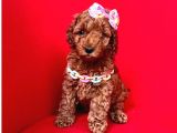 Muhteşem toy poodle