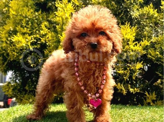 Dişı Ve Erkek Poodle