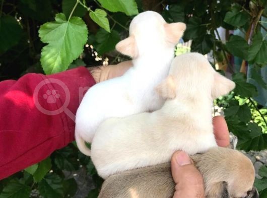 Cep Boy Chihuahua Yavrularım görsel