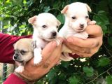 Cep boy Chihuahua yavrularım