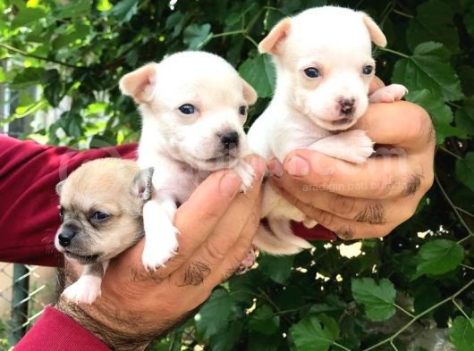Cep Boy Chihuahua Yavrularım