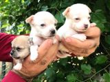 Cep Boy Chihuahua Yavrularım