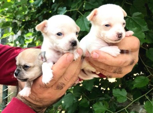 Cep Boy Chihuahua Yavrularım görsel