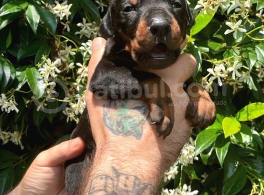 Çevik Ve Asıl Doberman Yavrularım görsel