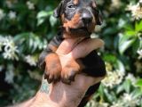 Çevik ve asıl Doberman yavrularım