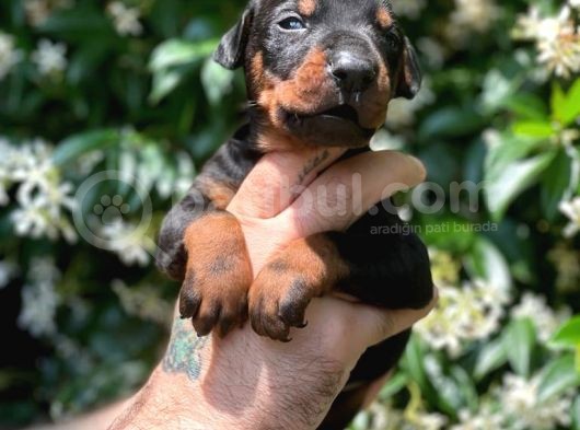 Çevik Ve Asıl Doberman Yavrularım