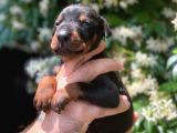 Çevik Ve Asıl Doberman Yavrularım