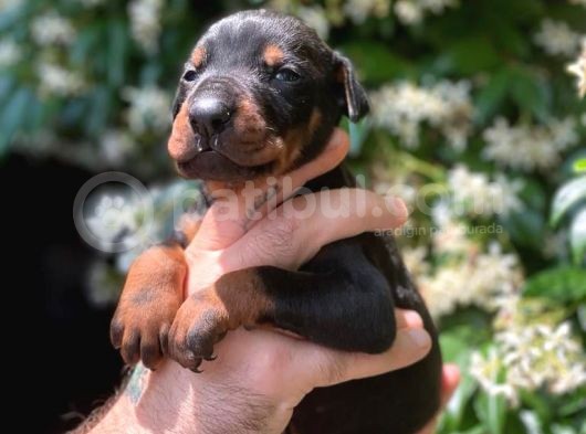 Çevik Ve Asıl Doberman Yavrularım görsel