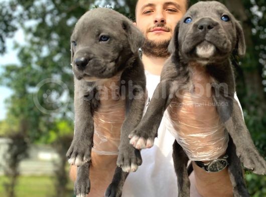 Sağlık Ve Irk Garantili Blue Cane Corso Yavrularım görsel