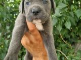 Sağlık Ve Irk Garantili Blue Cane Corso Yavrularım
