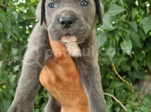 Sağlık Ve Irk Garantili Blue Cane Corso Yavrularım görsel