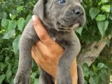 Sağlık Ve Irk Garantili Blue Cane Corso Yavrularım