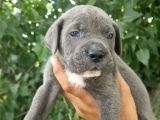 Sağlık Ve Irk Garantili Blue Cane Corso Yavrularım