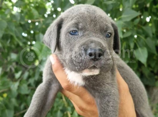 Sağlık Ve Irk Garantili Blue Cane Corso Yavrularım görsel