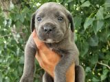 Sağlık ve ırk garantili blue Cane Corso Yavrularım