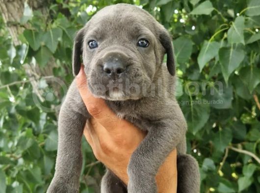 Sağlık Ve Irk Garantili Blue Cane Corso Yavrularım