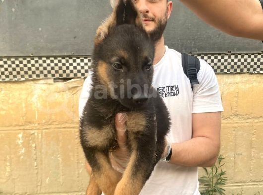 Zeki Alman Kurdu Yavrularım görsel