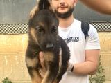 Zeki alman kurdu yavrularım