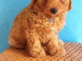 A Kalite Toy Poddle Yavrularimiz