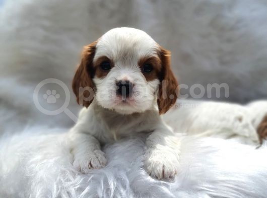 Cavalier King Charles Yavrularımız görsel