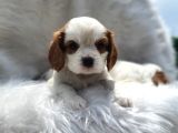 Cavalier King Charles Yavrularımız