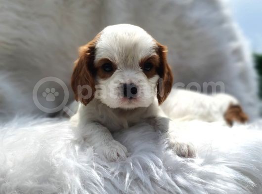 Cavalier King Charles Yavrularımız görsel