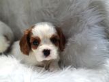 Cavalier King Charles Yavrularımız