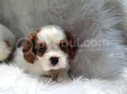 Cavalier King Charles Yavrularımız görsel
