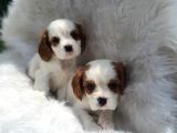 Cavalier King Charles Yavrularımız