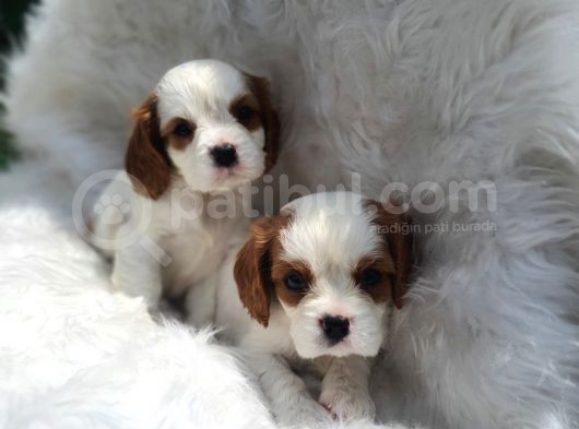 Cavalier King Charles Yavrularımız görsel
