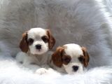 Cavalier King Charles yavrularımız