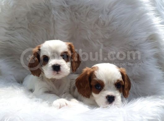 Cavalier King Charles Yavrularımız